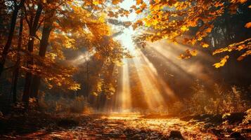 lumière du soleil filtration par des arbres dans forêt photo