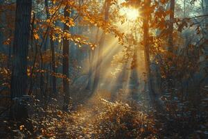 lumière du soleil filtration par des arbres dans les bois photo