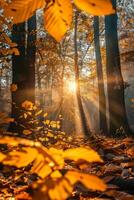 lumière du soleil filtration par des arbres dans les bois photo