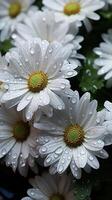 Marguerite fleur blanc pétales et Jaune pistils épanouissement photo