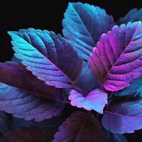 une violet plante avec feuilles cette sont embrasé photo