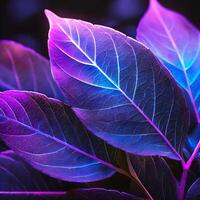 violet feuilles sur une foncé Contexte photo