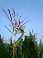 un gros plan d'une plante photo