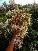 une groupe de blanc fleurs photo