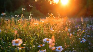 lever du soleil éclairant une fleurs sauvages prairie, panoramique voir, chaud tons, hdr photo