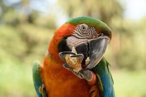 une marrant géant perroquet en portant dans patte et mange une pièce de grec koulouri pain avec sésame graines. fermer photo. sélectif se concentrer. exotique brésilien oiseau. ara ara Ararauna portrait photo