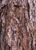 proche en haut écorce de pin arbre tronc texture Contexte photo