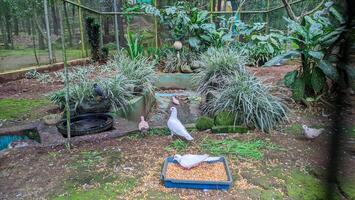 pigeons en mangeant dans une cage photo