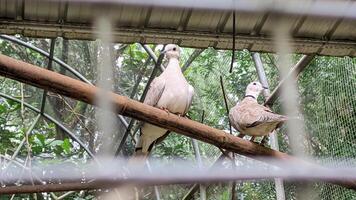 proche en haut pigeons dans une cage photo