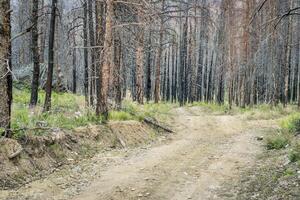 jeep Piste et forêt après incendies photo