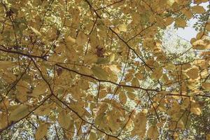 fond d'automne de feuilles jaunes, arbre de charme. photo