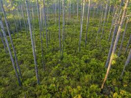 lever du soleil aérien vue de Floride forêt avec pin des arbres et palmier nain - apalachicola nationale forêt photo