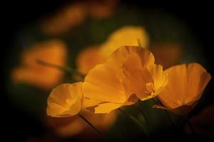 coquelicots de Californie au printemps photo