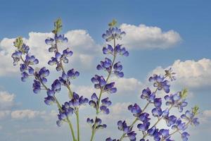 composite de lupin avec ciel photo