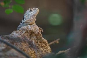 l'iguane à collier photo