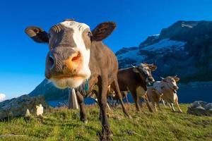 Détail d'une vache en pâturage avec d'autres sur les alpes suisses photo