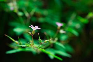 fleur de géranium robertianum photo