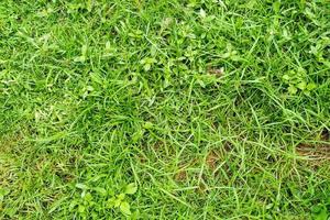 texture d'herbe verte pour le fond. motif de pelouse verte et fond de texture. photo