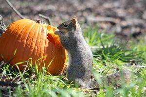 une écureuil mange une citrouille en dessous de une arbre sur vert herbe. printemps ou l'automne la photographie. le écureuil rongé une trou dans le citrouille. photo