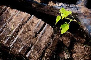 une petite plante entrave la piste de l'excavatrice photo