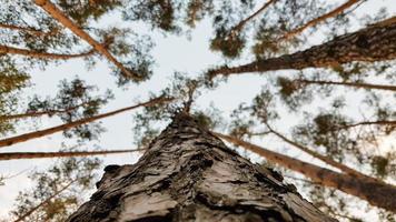 un groupe de grands arbres. vue du sol. les parallèles des troncs de pin semblent converger vers le haut photo