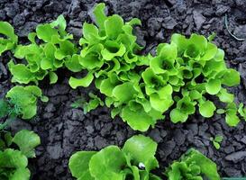 bouquet de vert salade choux sur une champ photo
