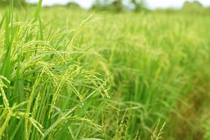 vert riz champ Contexte proche en haut magnifique Jaune riz des champs doux concentrer photo