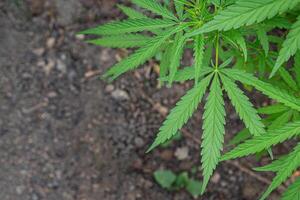 fermer de cannabis plante croissance à Extérieur marijuana ferme photo