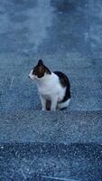 une chat avec une noir queue sur une pierre sol photo