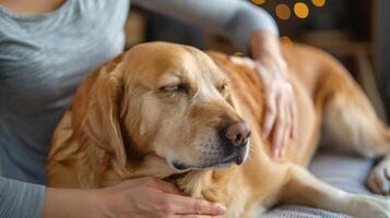 ai généré une photo de une femme mains Faire une professionnel massage sur le retour de une chien. généré par artificiel intelligence.