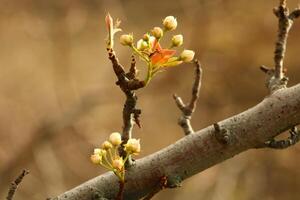 une arbre branche avec blanc fleurs et une floue Contexte. photo