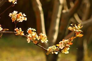 une arbre branche avec blanc fleurs et une floue Contexte. photo