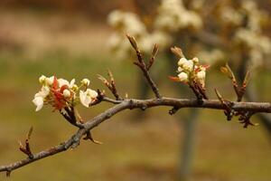 une arbre branche avec blanc fleurs et une floue Contexte. photo