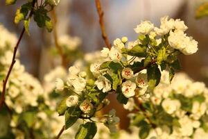 printemps Contexte. fleur de poire fruit. une arbre avec blanc fleurs cette dit printemps sur il. photo