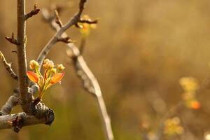 une arbre branche avec blanc fleurs et une floue Contexte. photo