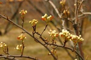 une arbre branche avec blanc fleurs et une floue Contexte. photo