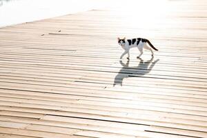 une russe chat des promenades sur une jetée le long de le digue, une en bois Plate-forme de planches, une national chat, une égarer chat, une ombre sur le route. photo