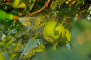 méconnaissable agriculteur arrosage pommes avec professionnel pulvérisateur dans les terres agricoles. combat ravageurs dans jardin. poison pour insectes fait maison localement agriculture en bonne santé pays la vie concept. lumière du soleil illumine récolte. agriculture photo