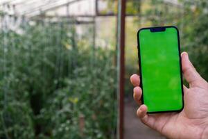 concept de intelligent agriculture. téléphone intelligent dans agriculteur main sur Contexte de récolte tomates dans serre. Vide vide vert écran chrominance clé moquer en haut téléphone publicité La technologie photo