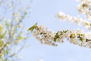 branches de blanc Cerise fleurs avec Frais vert feuilles. printemps Contexte photo