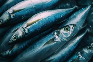 brillant Frais sardines doublé en haut pour culinaire préparation photo