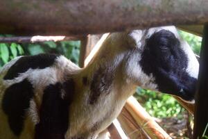 une Javanais chèvre est dans une cage photo