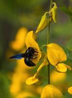 magnifique épanouissement fleur dans jardin photo