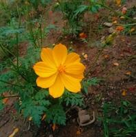 magnifique épanouissement fleur dans jardin photo