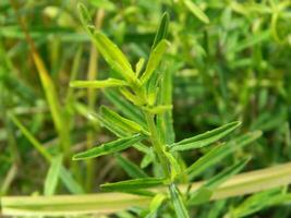 fermer photo de vert les plantes croissance sauvage dans tropical Montagne zones