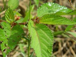 fermer photo de vert les plantes croissance sauvage dans tropical Montagne zones