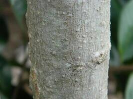 une macro photo de le écorce de une vivant arbre dans le tropiques spectacles une unique rayé modèle