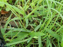 fermer photo de vert les plantes croissance sauvage dans tropical Montagne zones