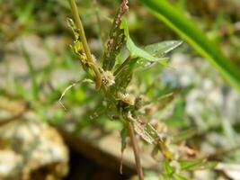 fermer photo de vert les plantes croissance sauvage dans tropical Montagne zones