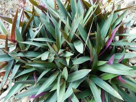 fermer photo de vert les plantes croissance sauvage dans tropical Montagne zones